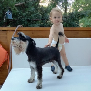 Black and silver miniature schnauzer playing with the baby