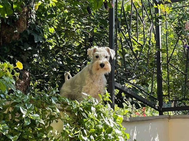 Male white miniature schnauzer playing in the yard