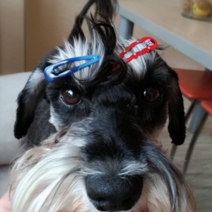 Grown female black and silver mini schnauzer