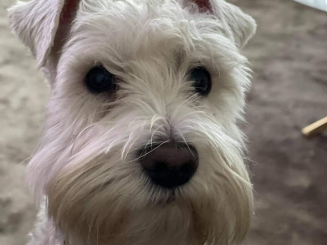 Beautiful white mini schnauzer