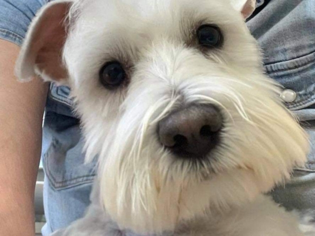 White miniature schnauzer with its mom