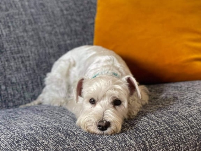 White miniature schnauzer laying on the bed