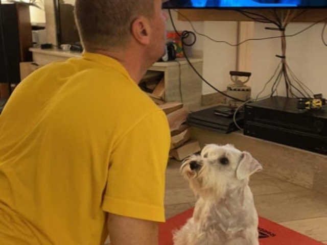 White miniature schnauzer do yoga with its dad