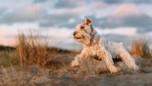 White miniature schnauzer