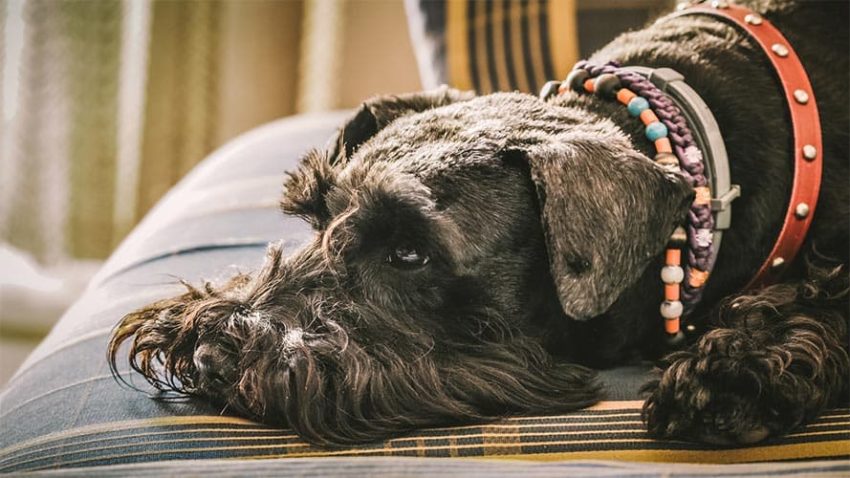 Schnauzer laying on the couch