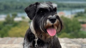 Black and silver miniature schnauzer