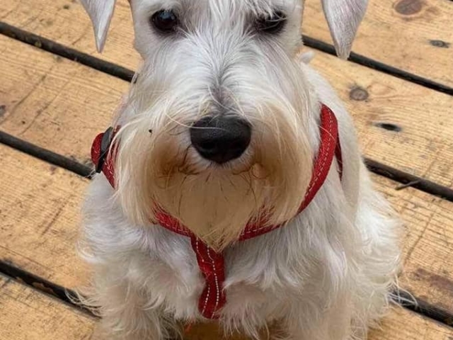 Grown male white miniature schnauzer