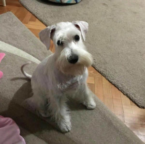 White miniature schnauzer