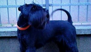 Black standard schnauzer