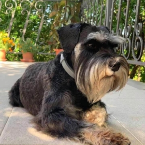 Grown male black and silver mini schnauzer