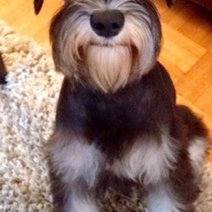 Black and silver mini schnauzer looking direct into the camera