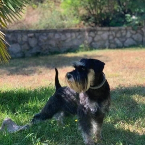 Black and silver miniature schnauzer posing