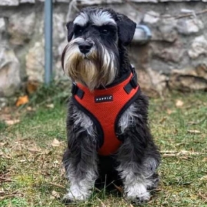 Grown male black and silver miniature schnauzer