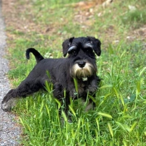 Black and silver mini schnauzer playing in the grass