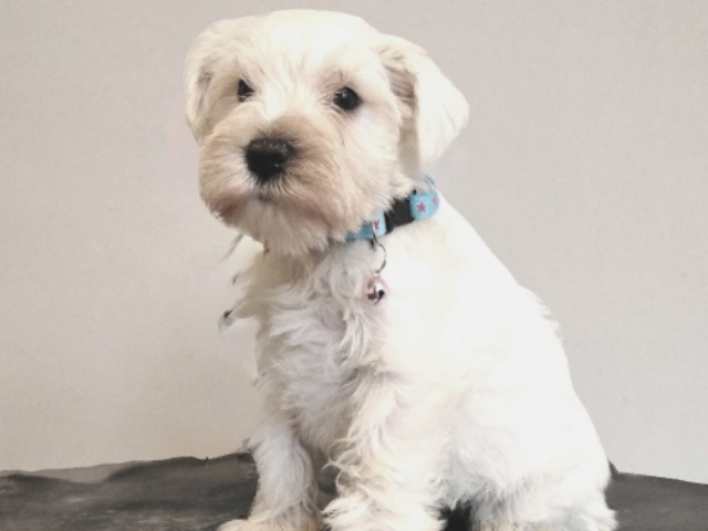 White miniature schnauzer puppy