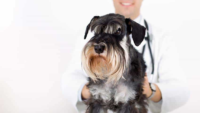 Hypoallergenic best sale dogs schnauzer